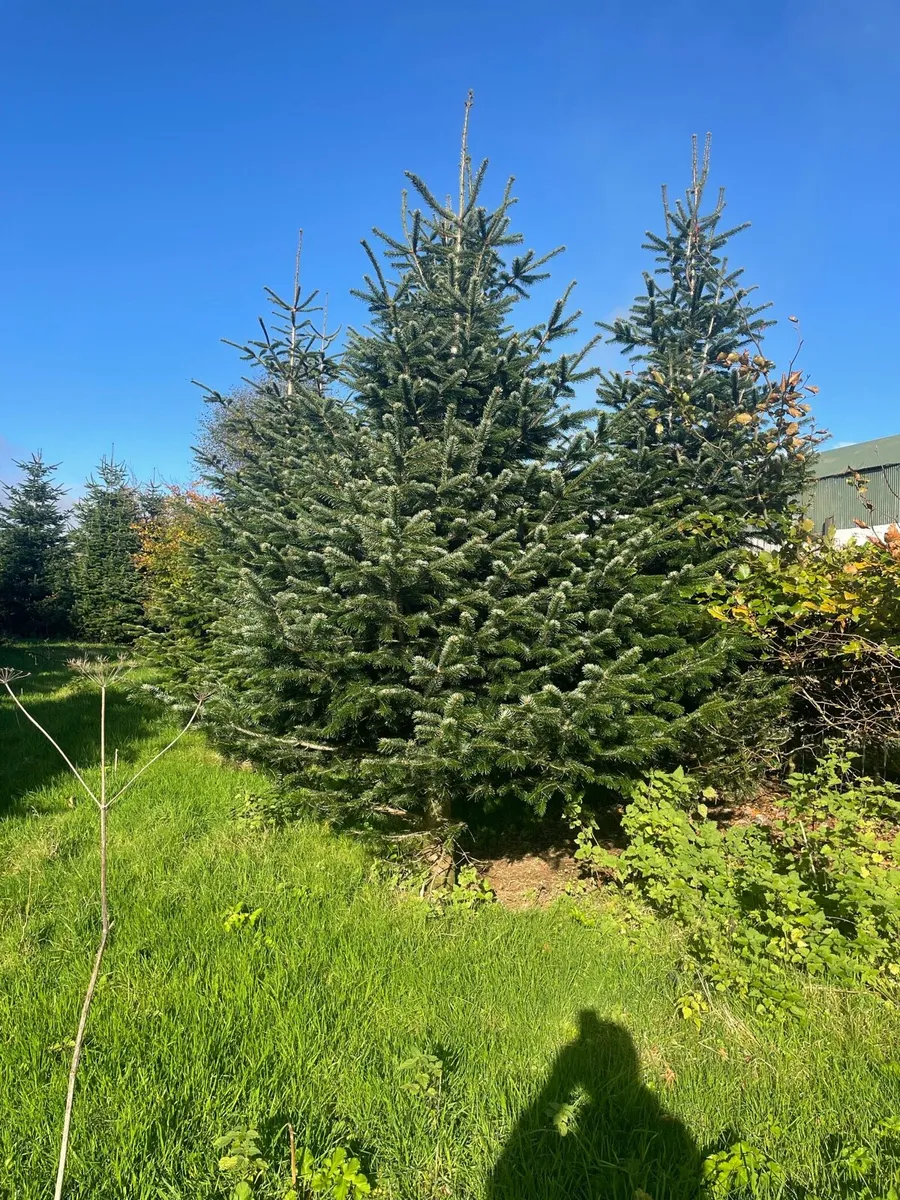 Large Christmas trees - Image 2