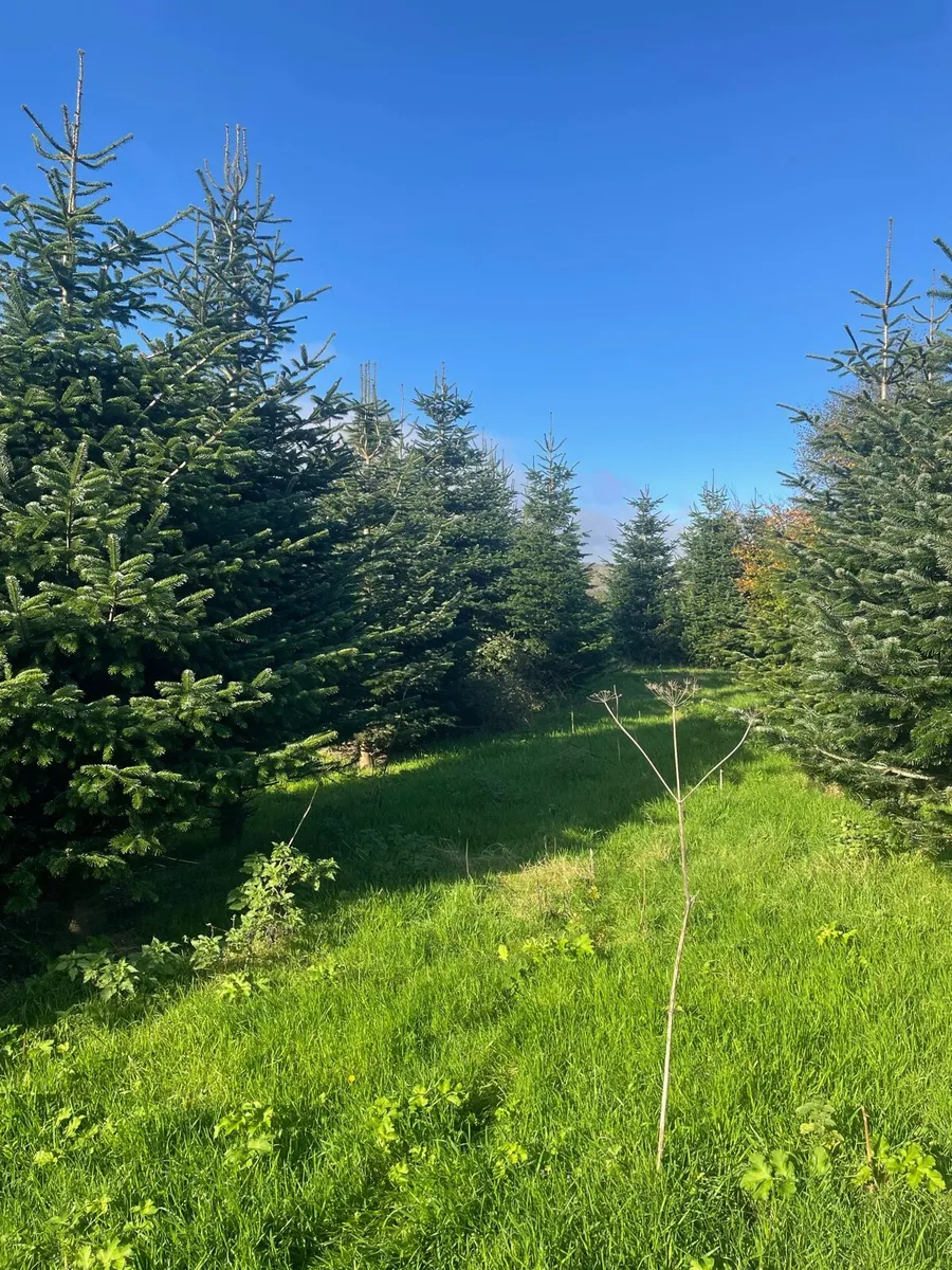 Large Christmas trees - Image 3