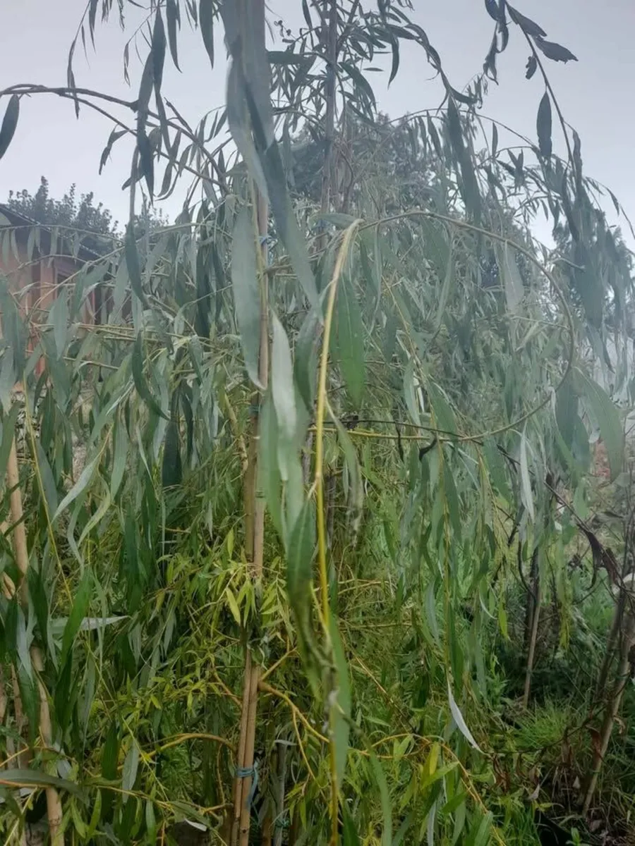 Large Potted Trees €40 - Image 3