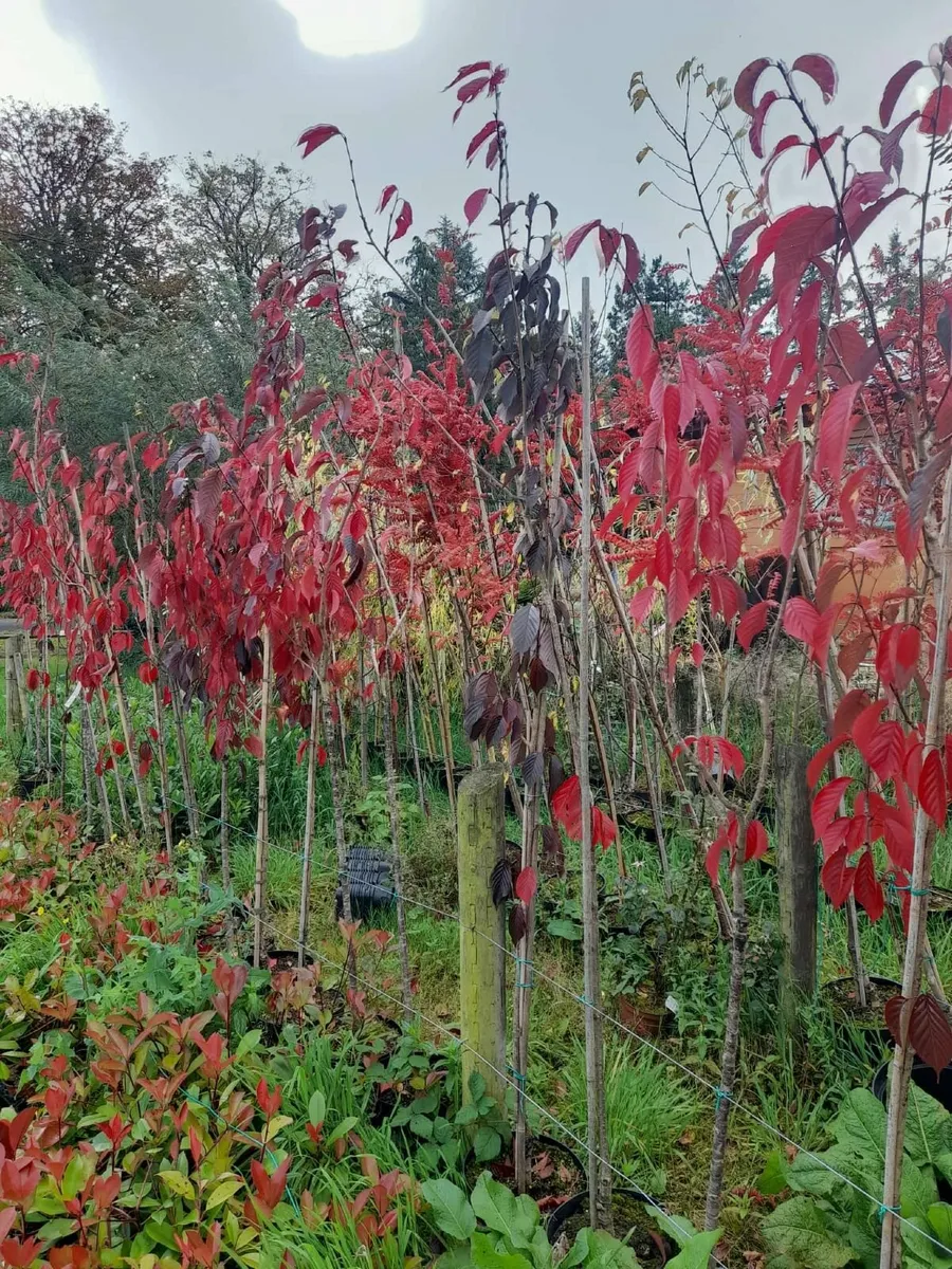 Large Potted Trees €40 - Image 1