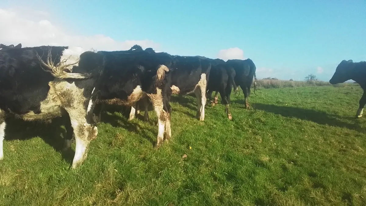 Fresian bullocks 4sale0877945380 - Image 1