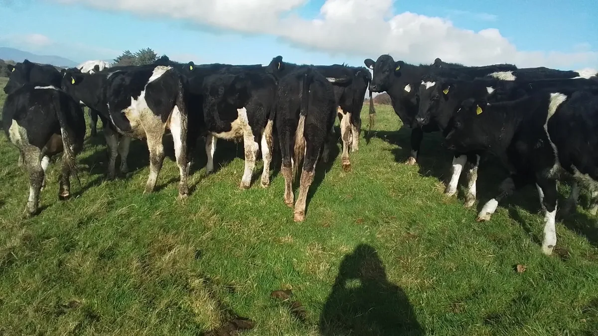 Fresian bullocks 4sale0877945380 - Image 2