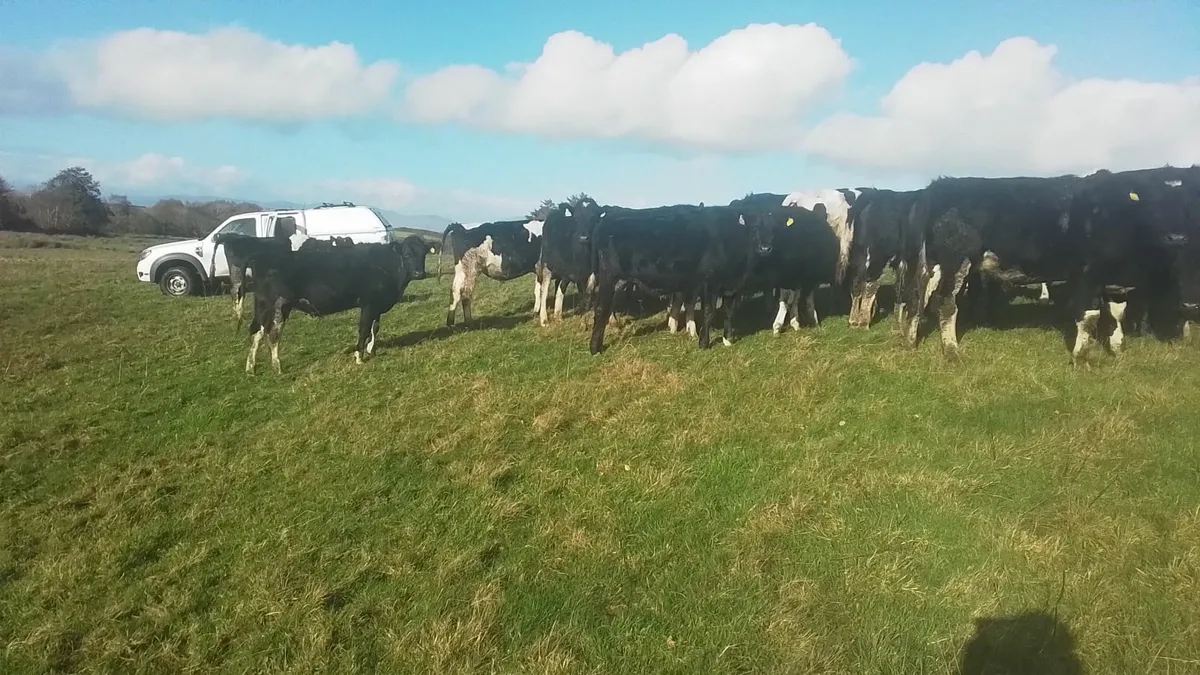 Fresian bullocks 4sale0877945380 - Image 3