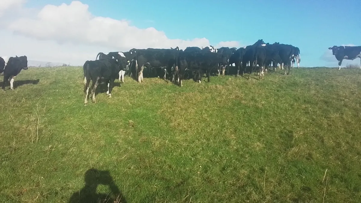 Fresian bullocks 4sale0877945380 - Image 4