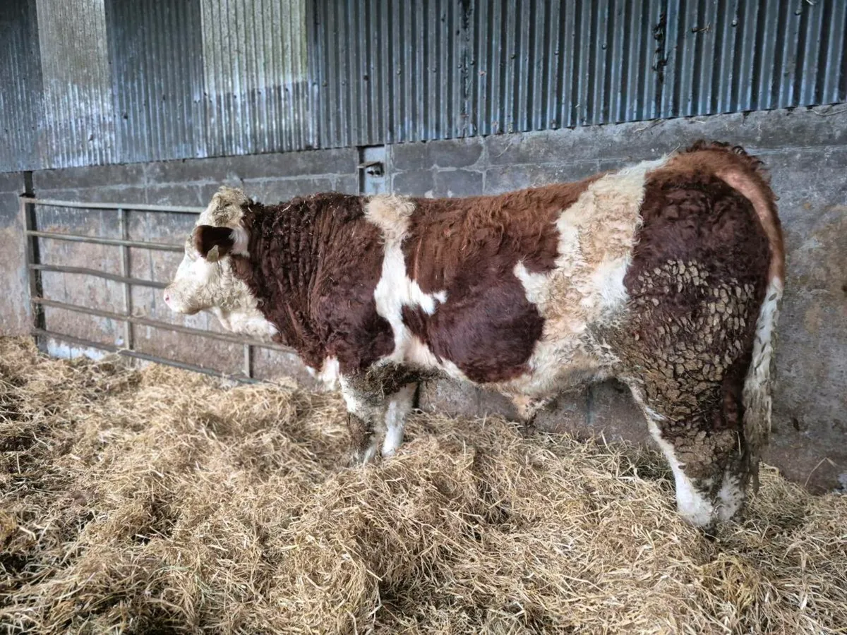 PEDIGREE POLLED SIMMENTAL BULLS - Image 1
