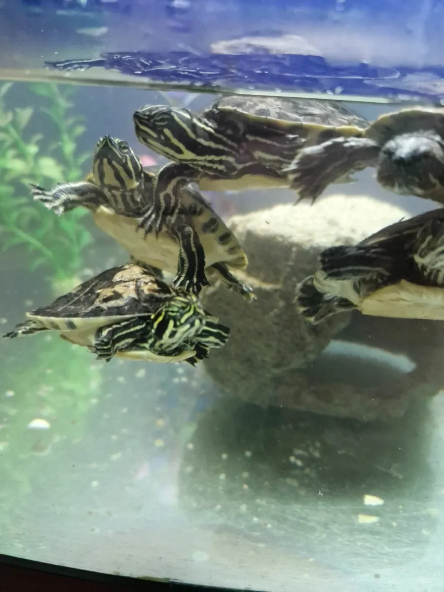 Yellow belly cooters aquatic turtles - Image 1