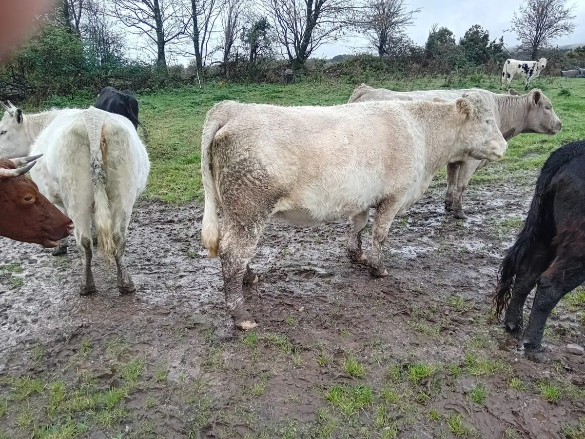 4 very strong incalf Charlaois heifers - Image 1
