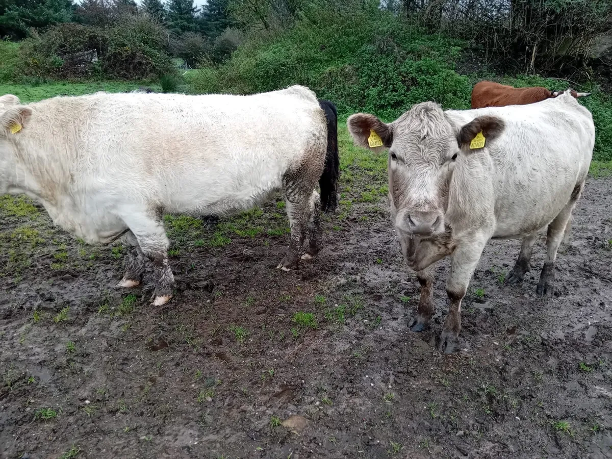 4 very strong incalf Charlaois heifers - Image 3