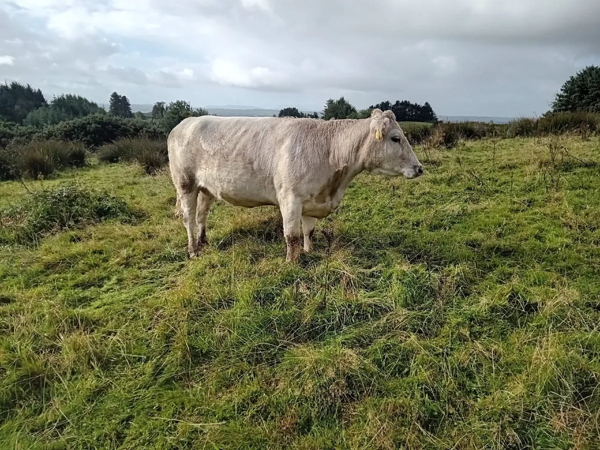 4 very strong incalf Charlaois heifers - Image 2