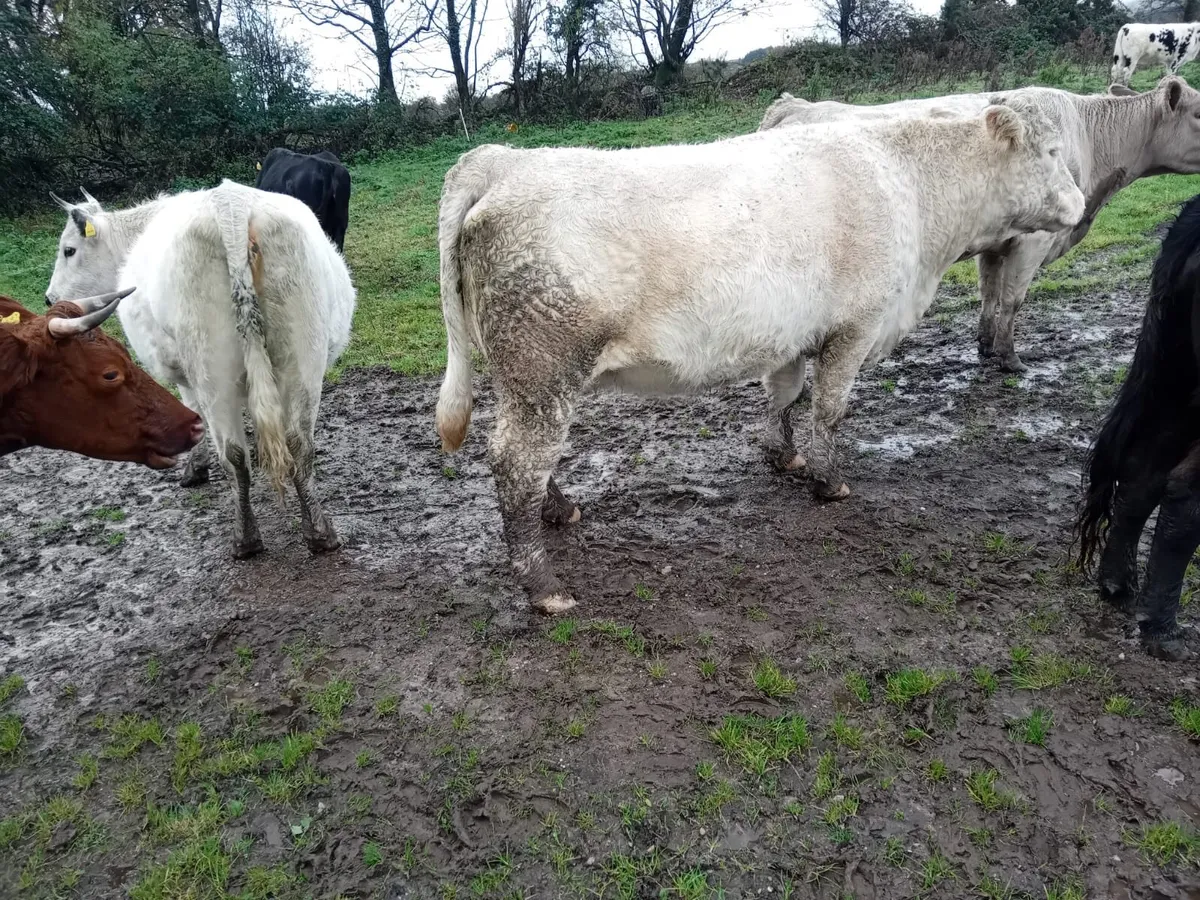 4 very strong incalf Charlaois heifers - Image 4