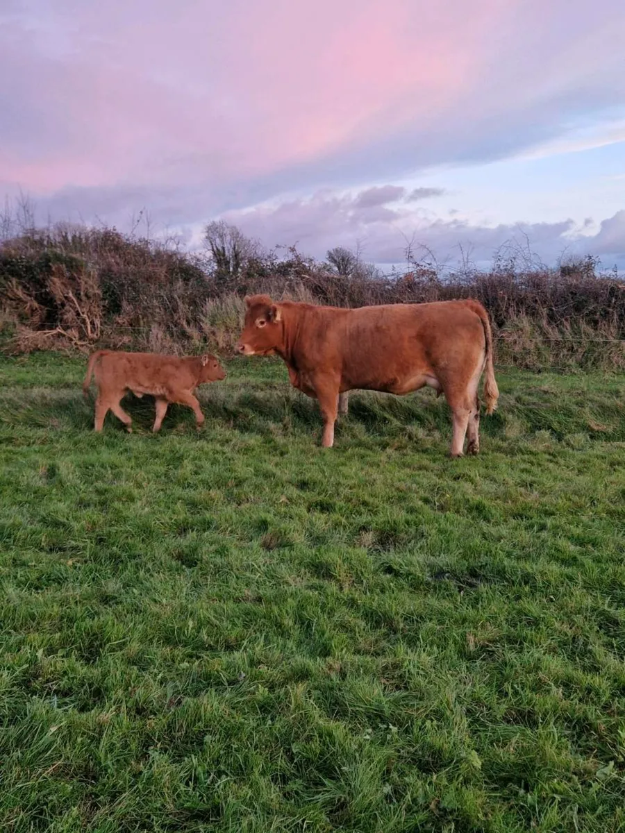 4 Springers Gort Mart 13th - Image 2