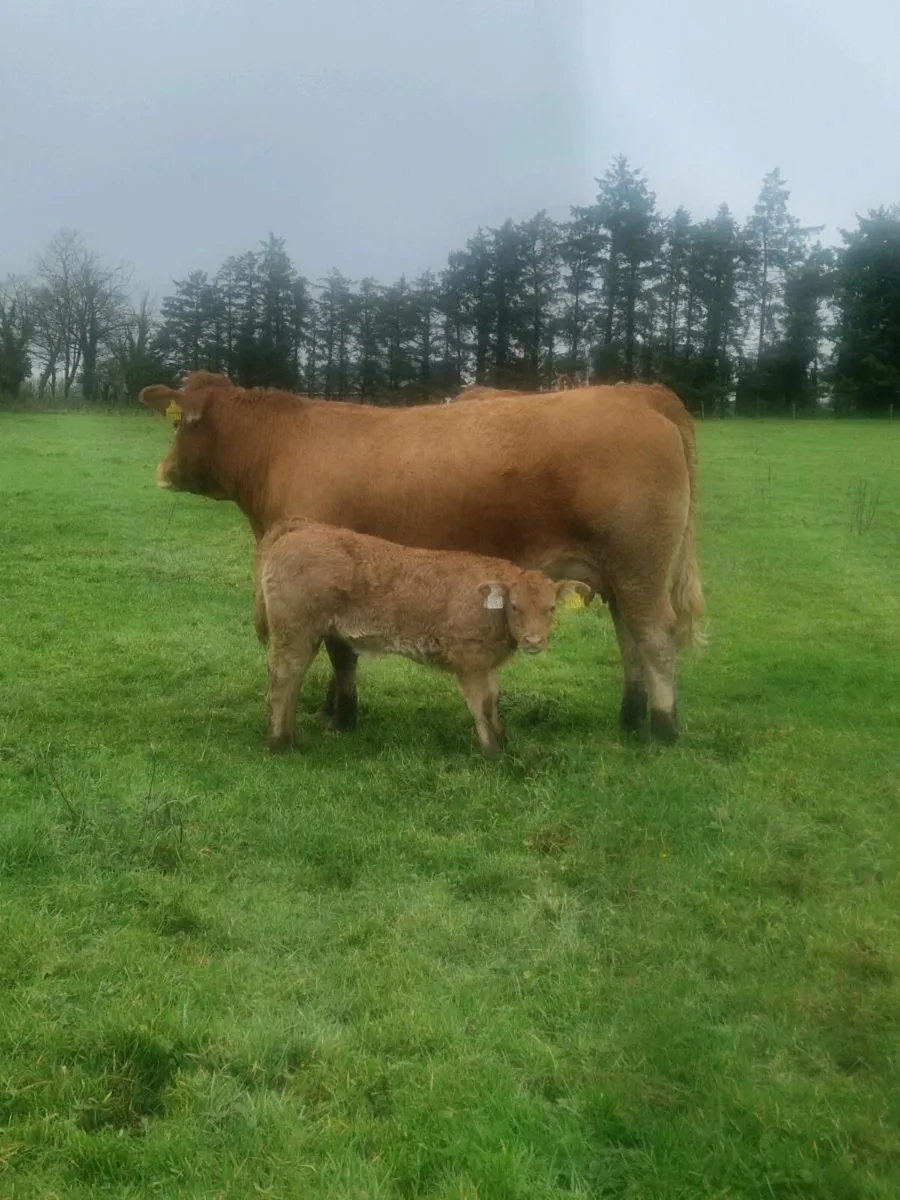 4 Springers Gort Mart 13th - Image 3