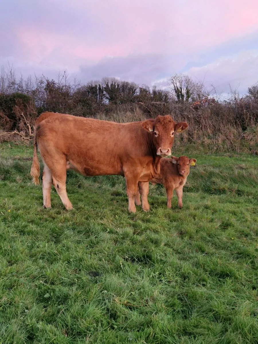 4 Springers Gort Mart 13th - Image 1