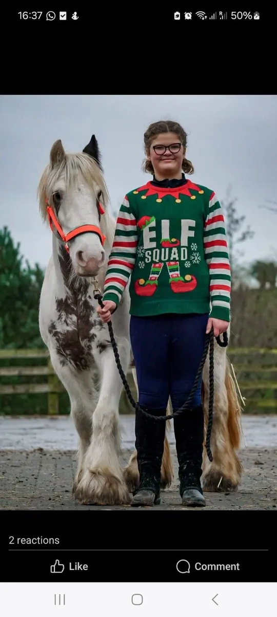 Perfect First Pony - Image 1