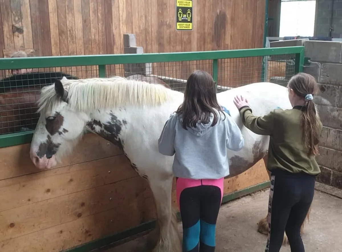 Perfect First Pony - Image 3