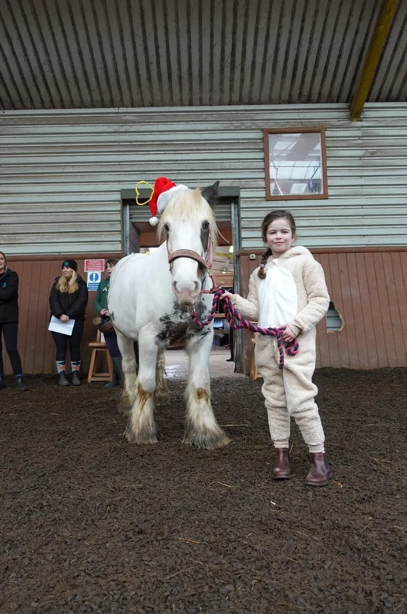 Perfect First Pony - Image 4