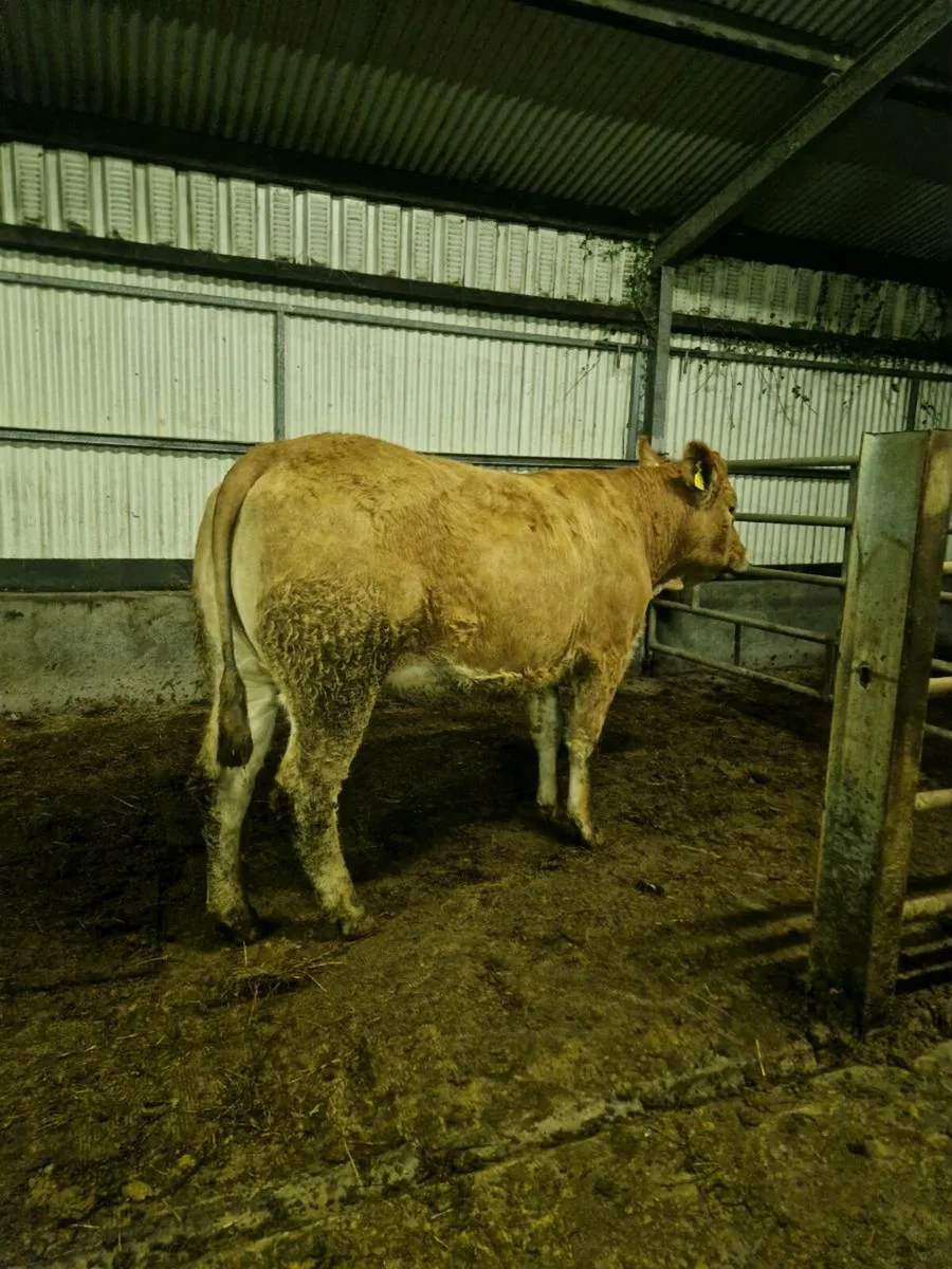 4 Springers Gort Mart 13th - Image 4