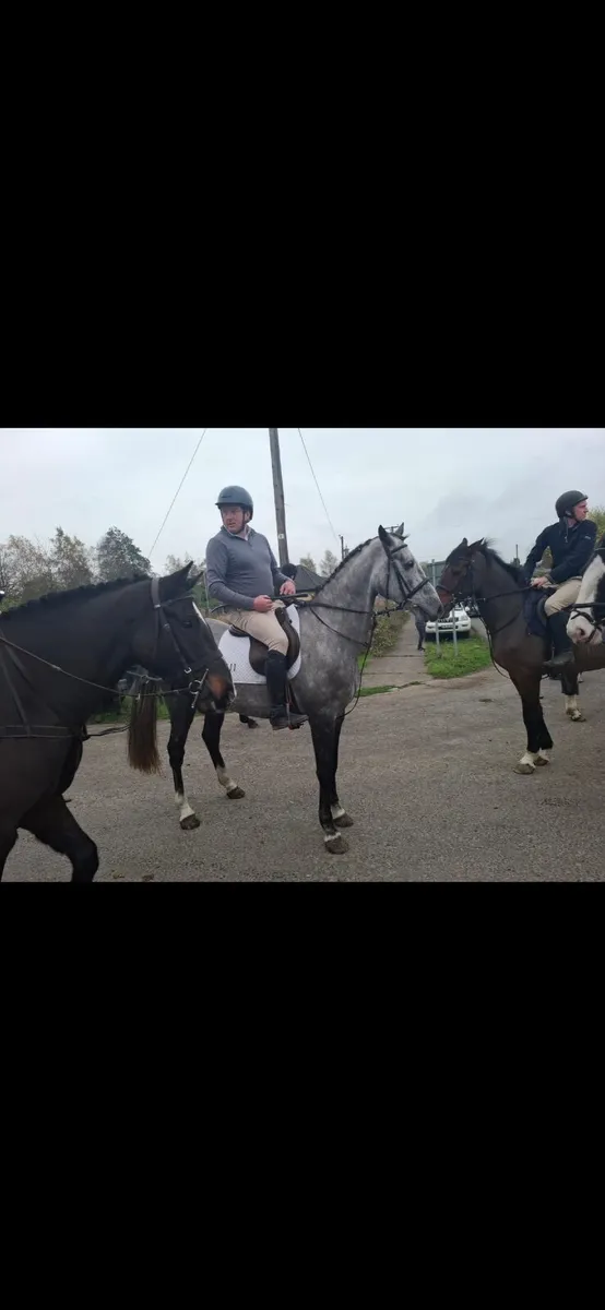 6 yr old ISH Gelding - Image 3