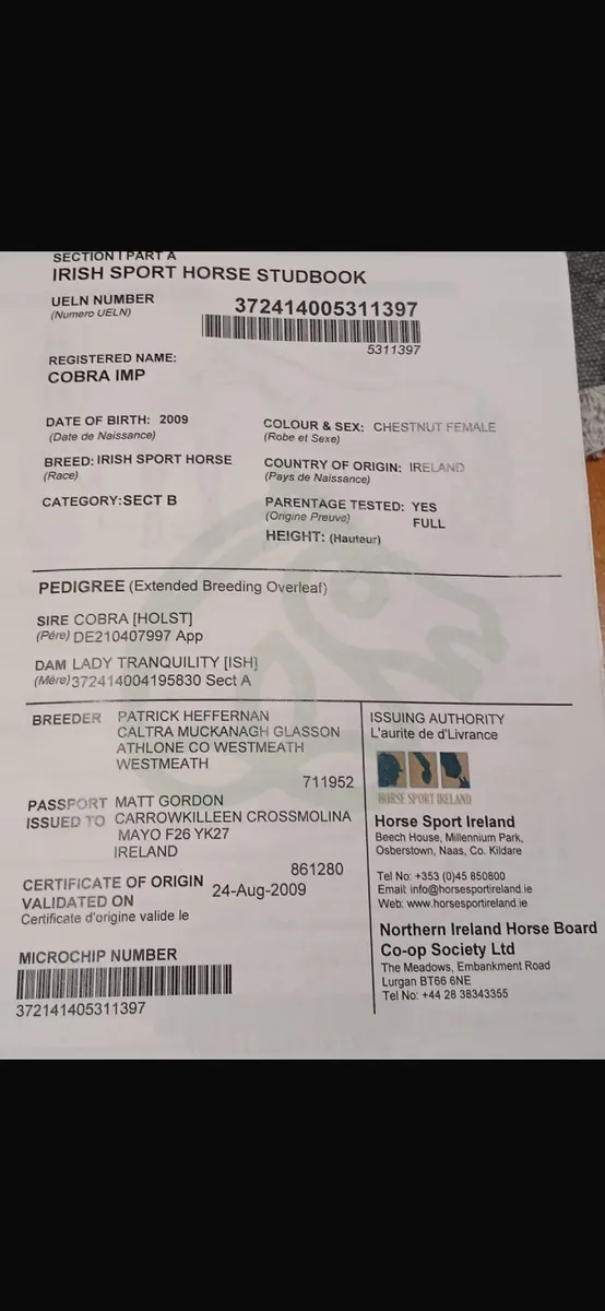 6 yr old ISH Gelding - Image 4