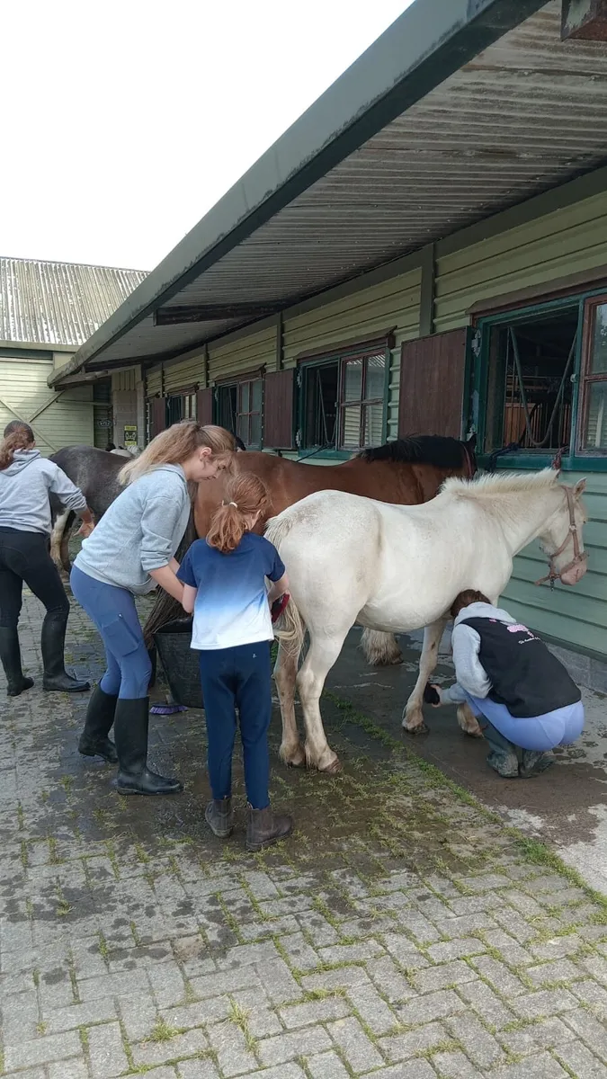 Perfect first Pony! - Image 2