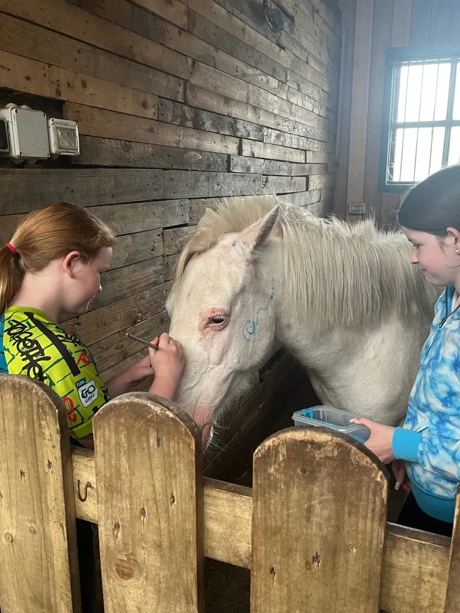 Perfect first Pony! - Image 3