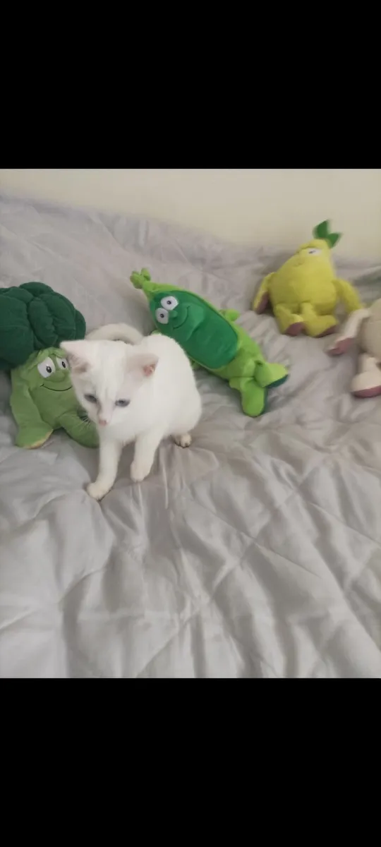 VAN///Turkish Van kittens - Image 4