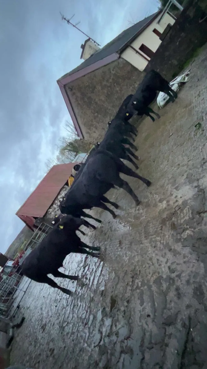 Organic Angus Weanlings - Image 3