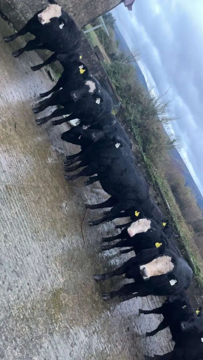 Organic Angus Weanlings - Image 4