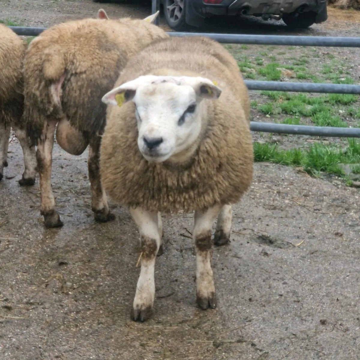 Texel ram lambs - Image 1