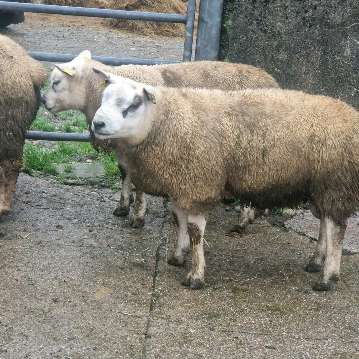 Texel ram lambs - Image 2