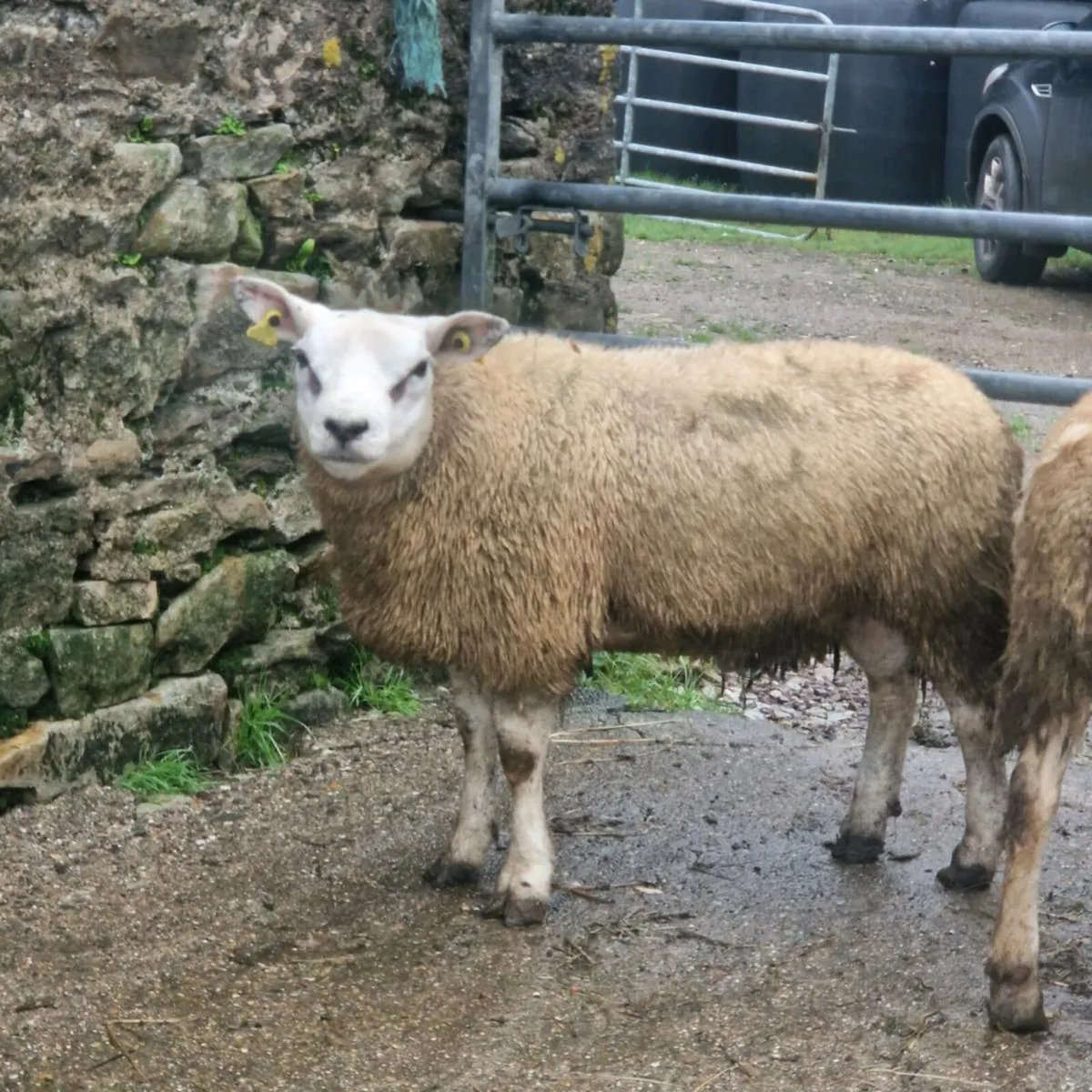 Texel ram lambs - Image 3