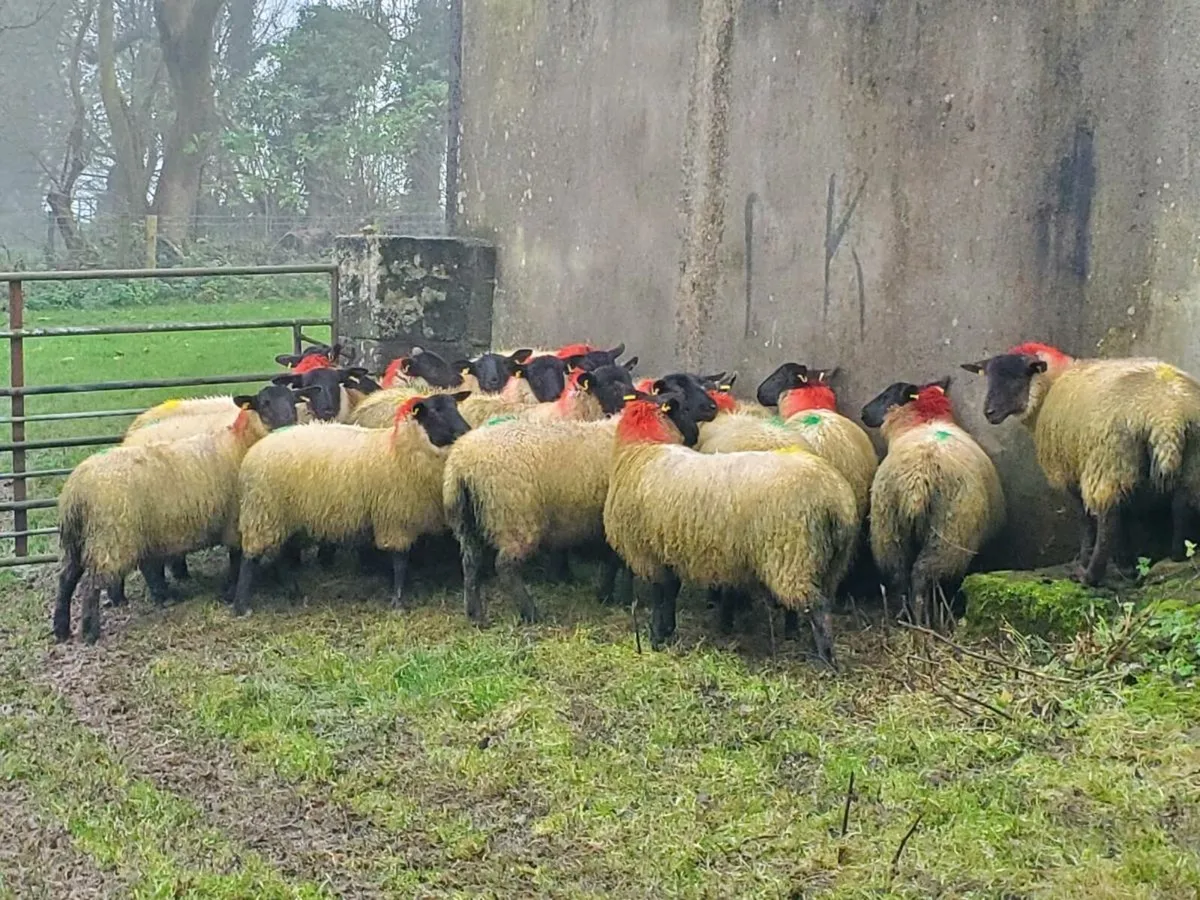 Suffolk ewe lambs - Image 1
