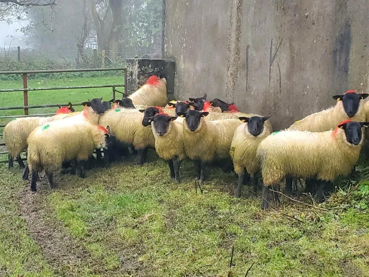 Suffolk ewe lambs - Image 2