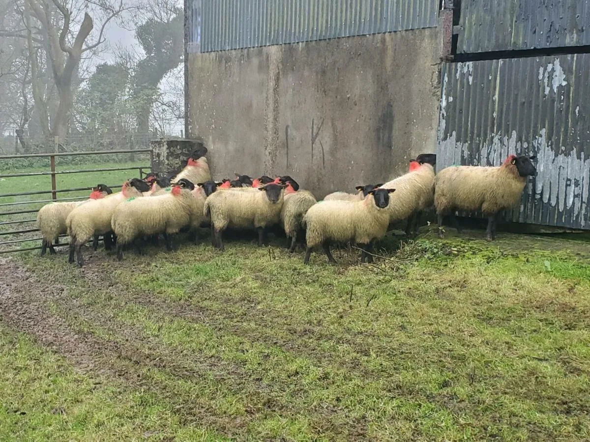 Suffolk ewe lambs - Image 3