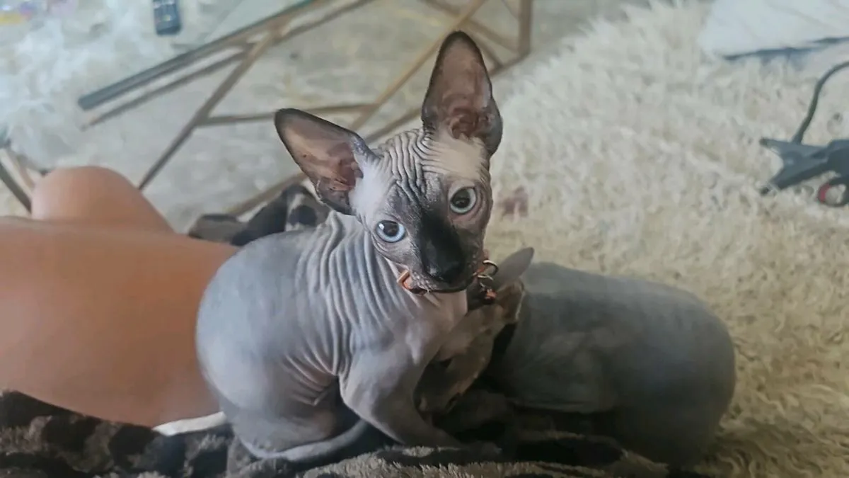 Kitten for sale - Image 1