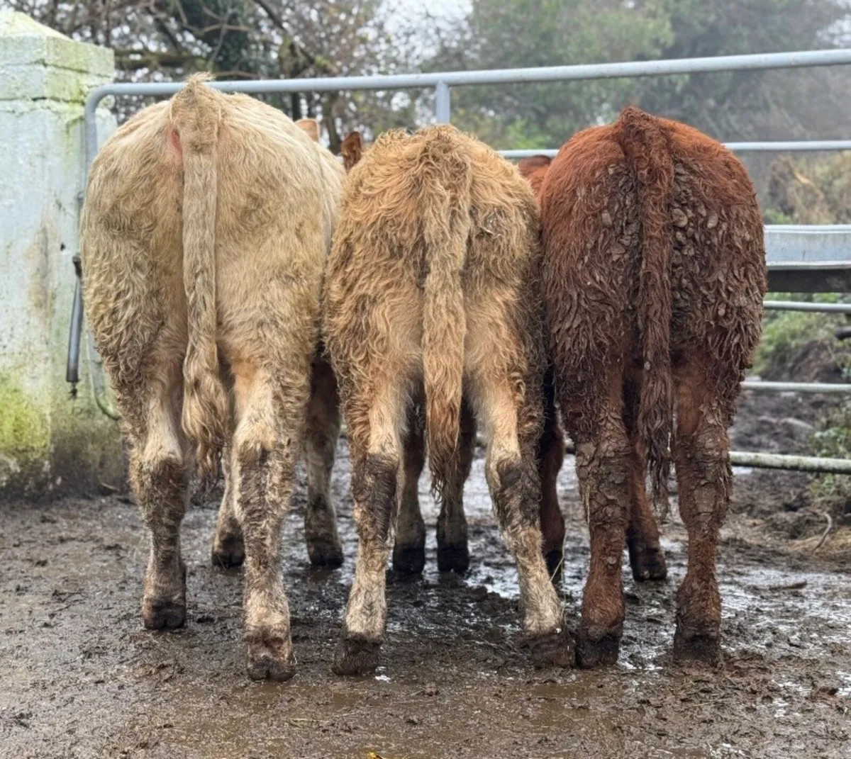 ⭐️3 Super U&R Grade Charlois Bull weanlings⭐️ - Image 2