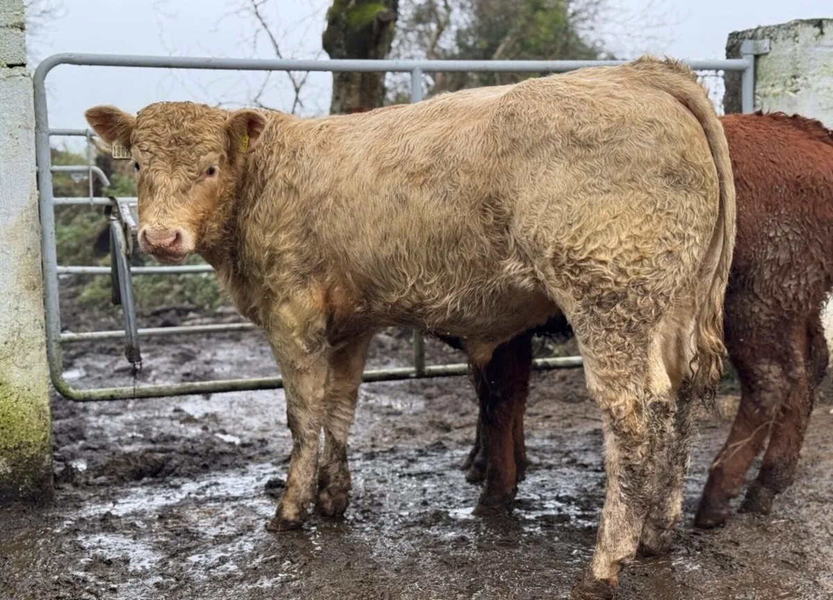 ⭐️3 Super U&R Grade Charlois Bull weanlings⭐️ - Image 1