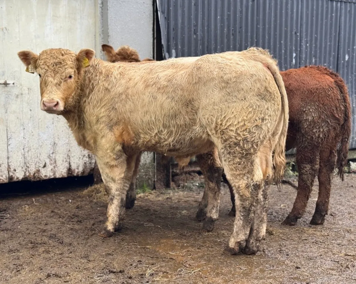 ⭐️3 Super U&R Grade Charlois Bull weanlings⭐️ - Image 3