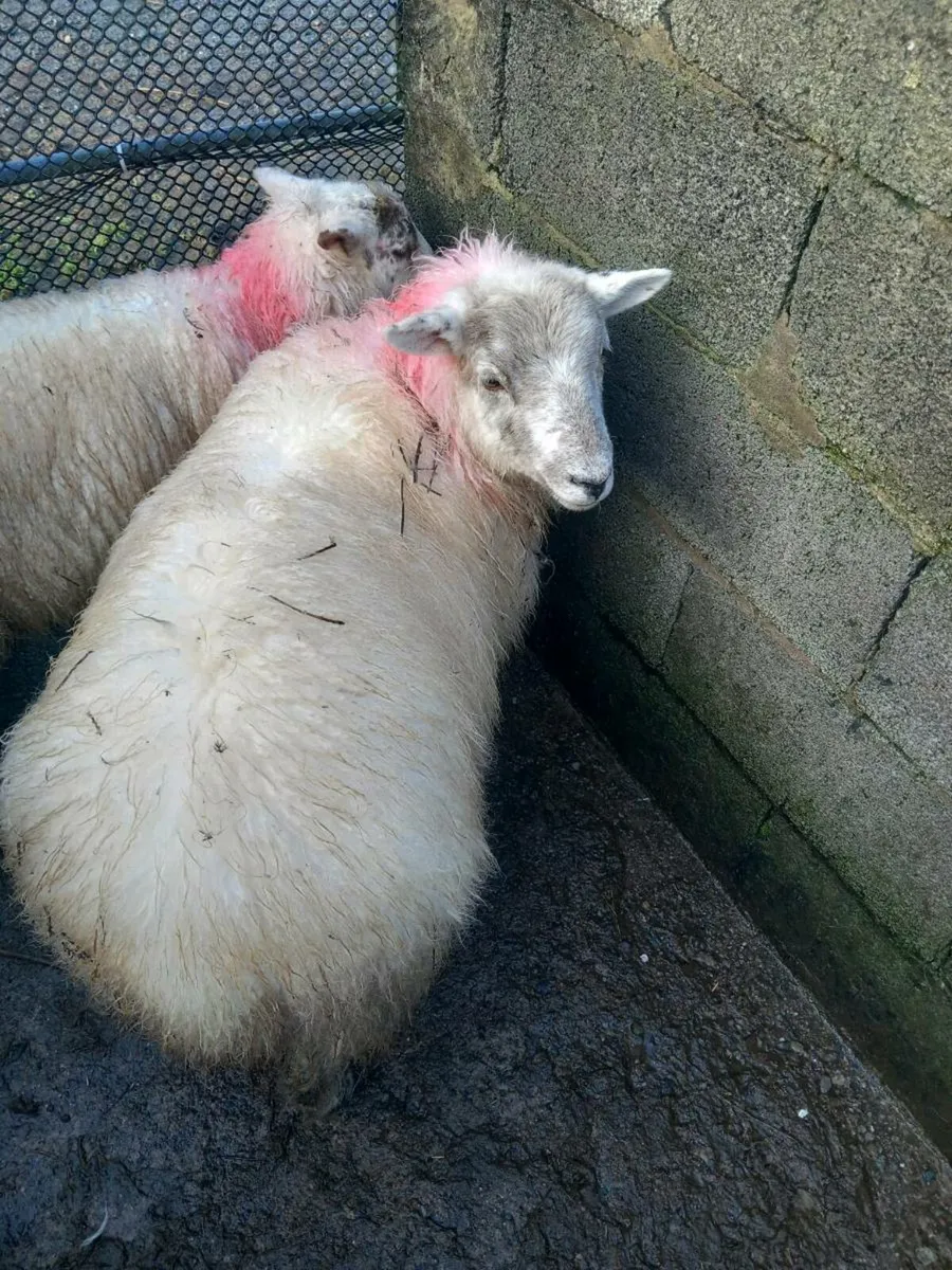 Sheep - Image 1