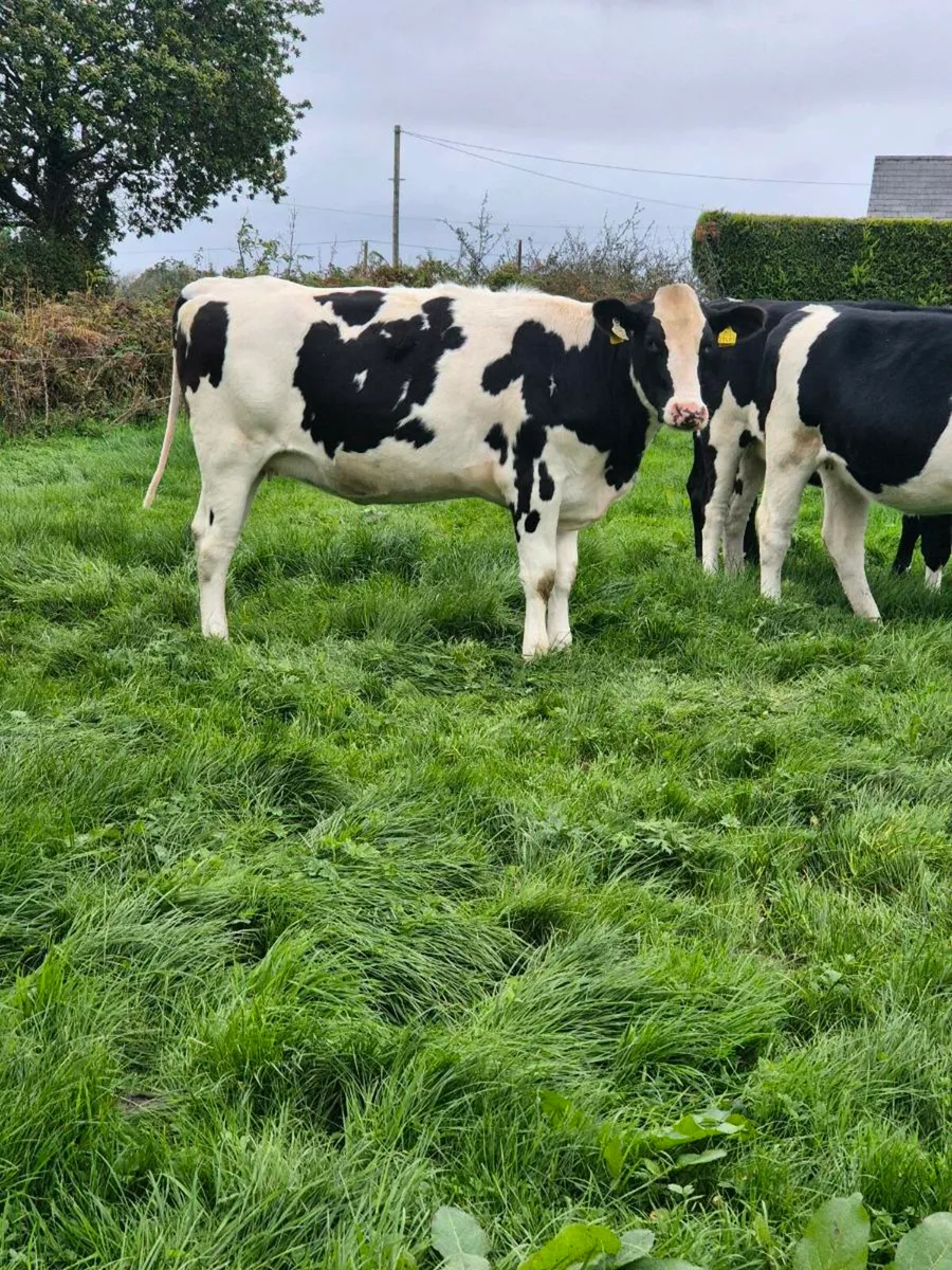 Contract rearing - small group - Image 1