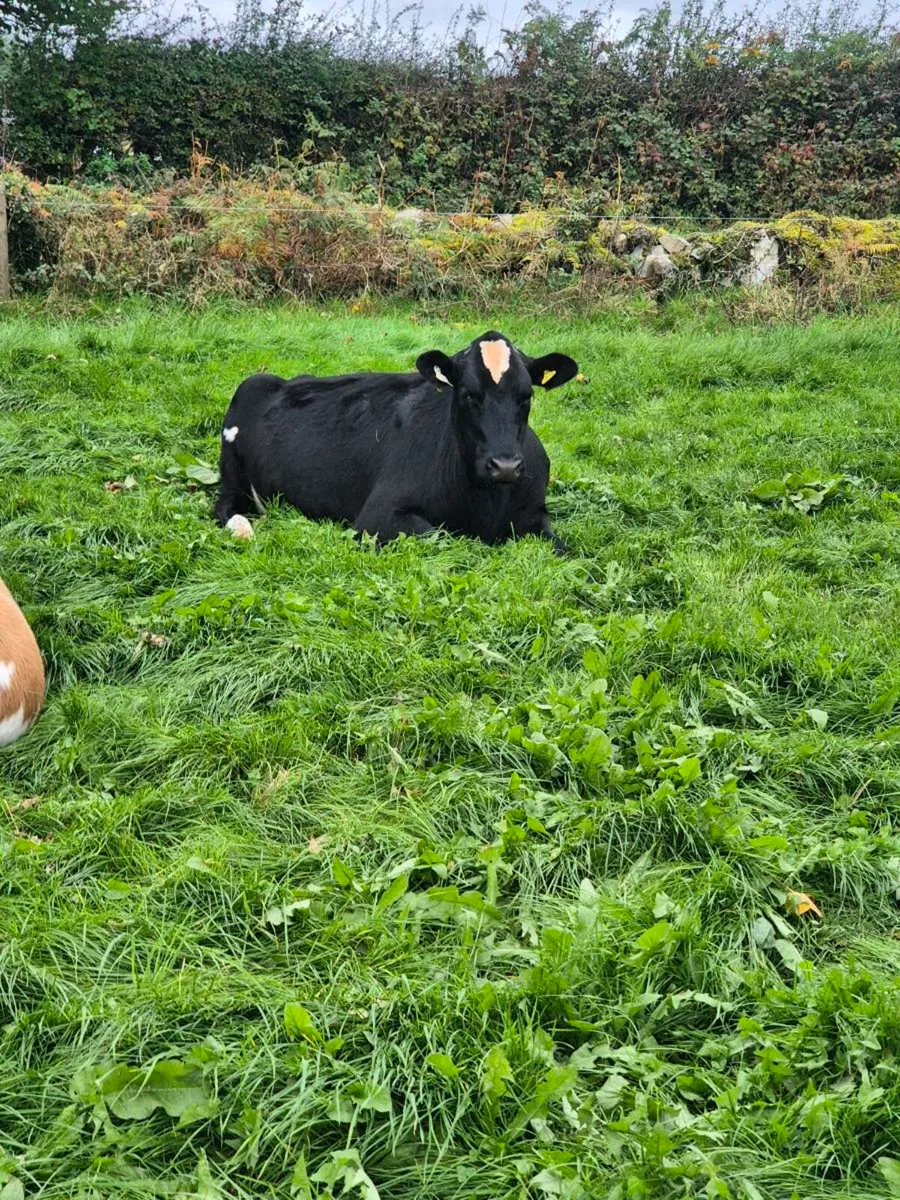 Contract rearing - small group - Image 2