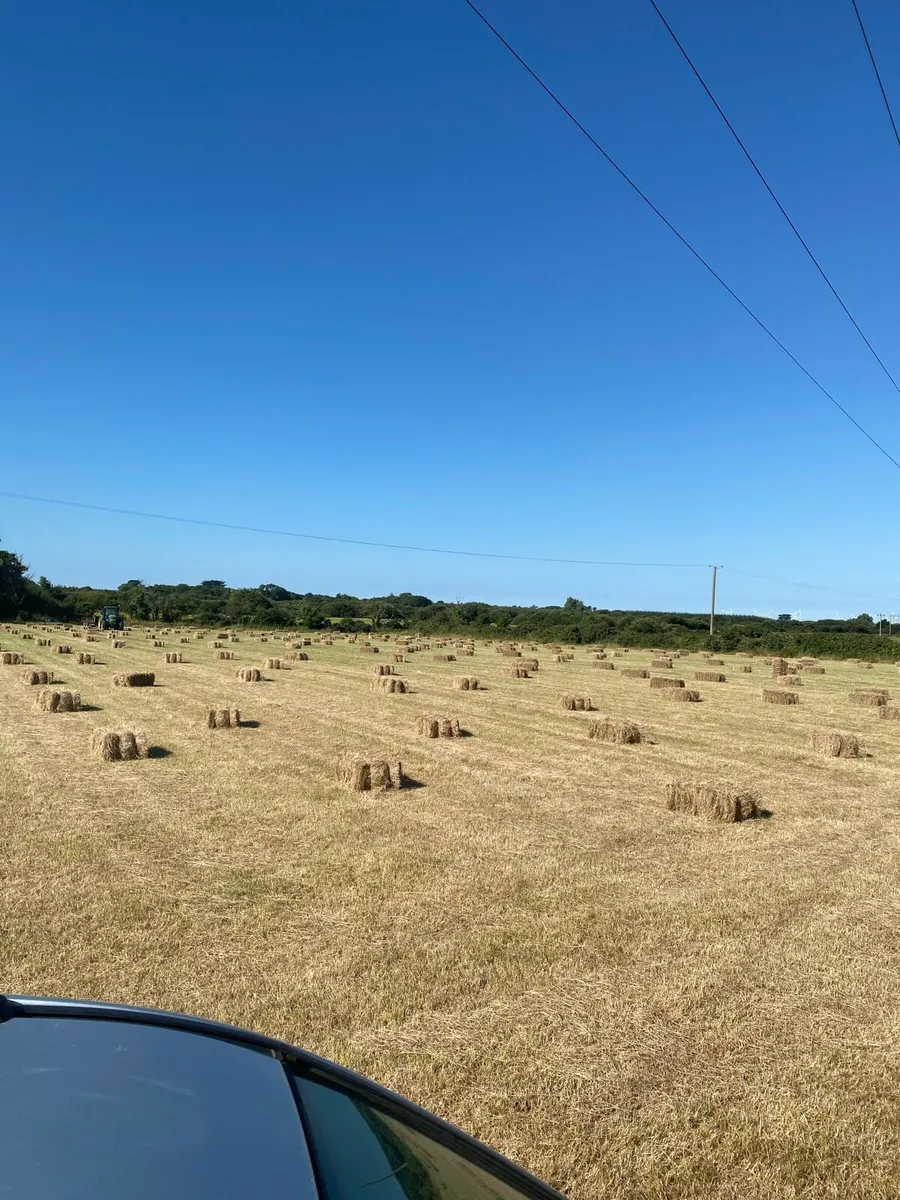 Small square hay - Image 1