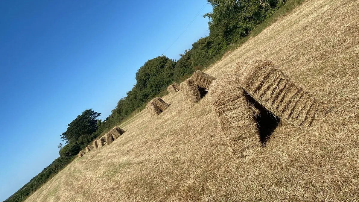 Small square hay - Image 2