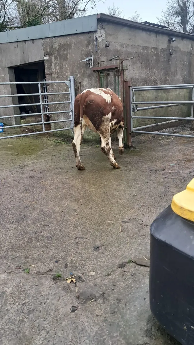 Empty dairy heifer - Image 1