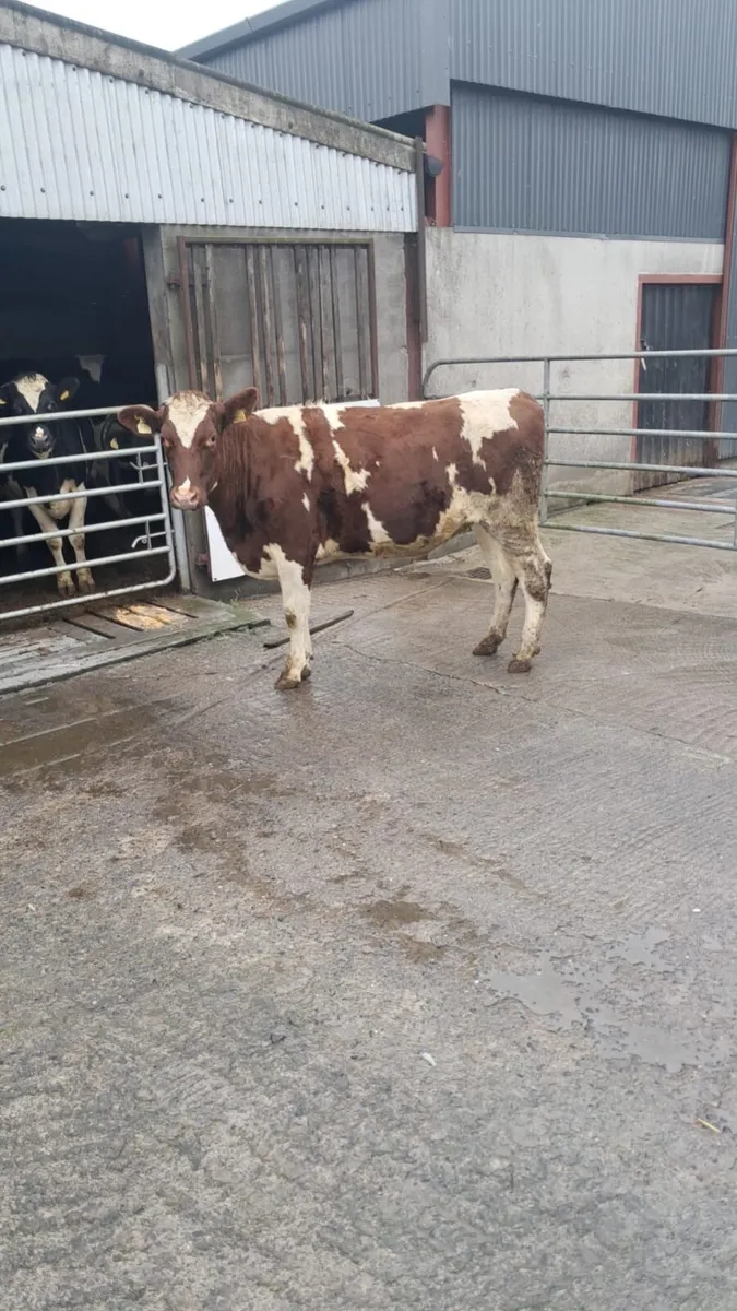 Empty dairy heifer - Image 3