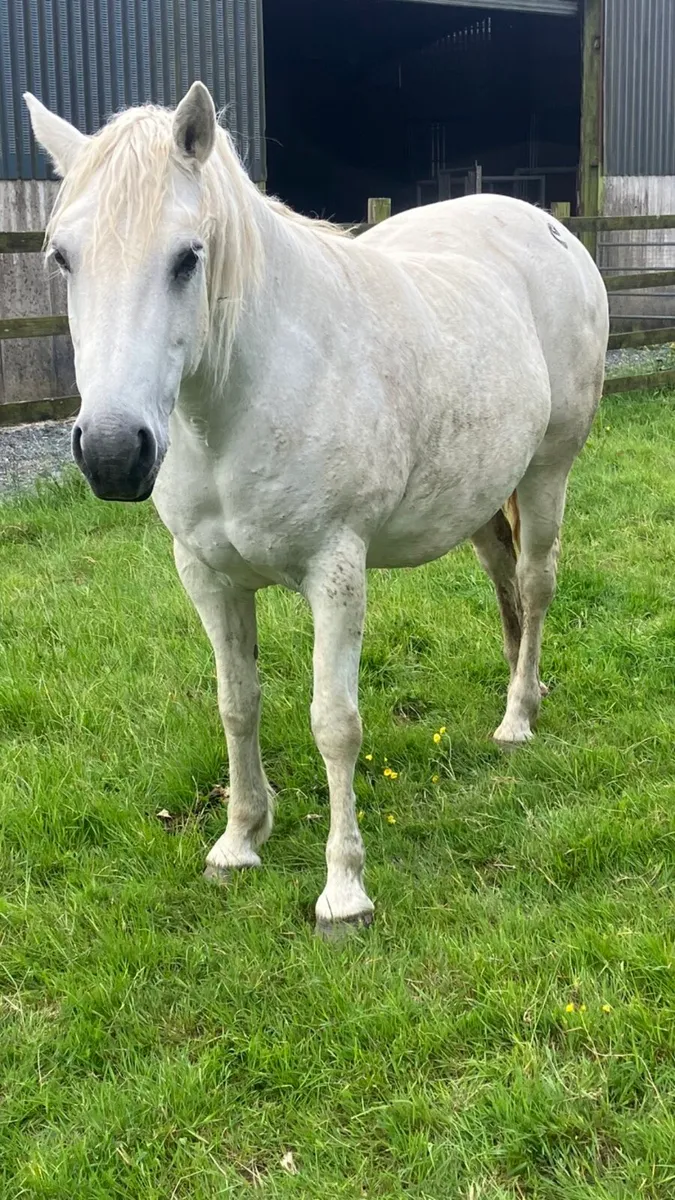 Connemara Mare - Image 1