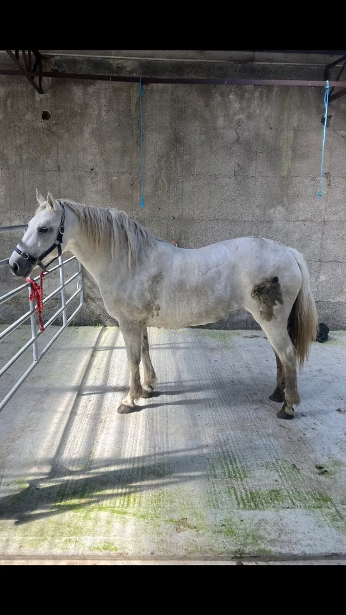 Connemara Mare - Image 2