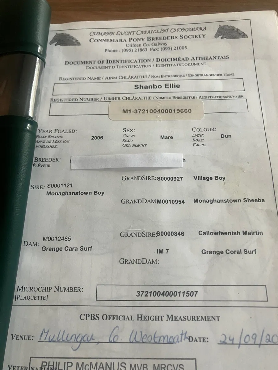 Connemara Mare - Image 3