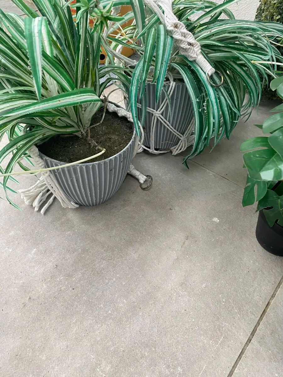 Plants and flowers - Image 2