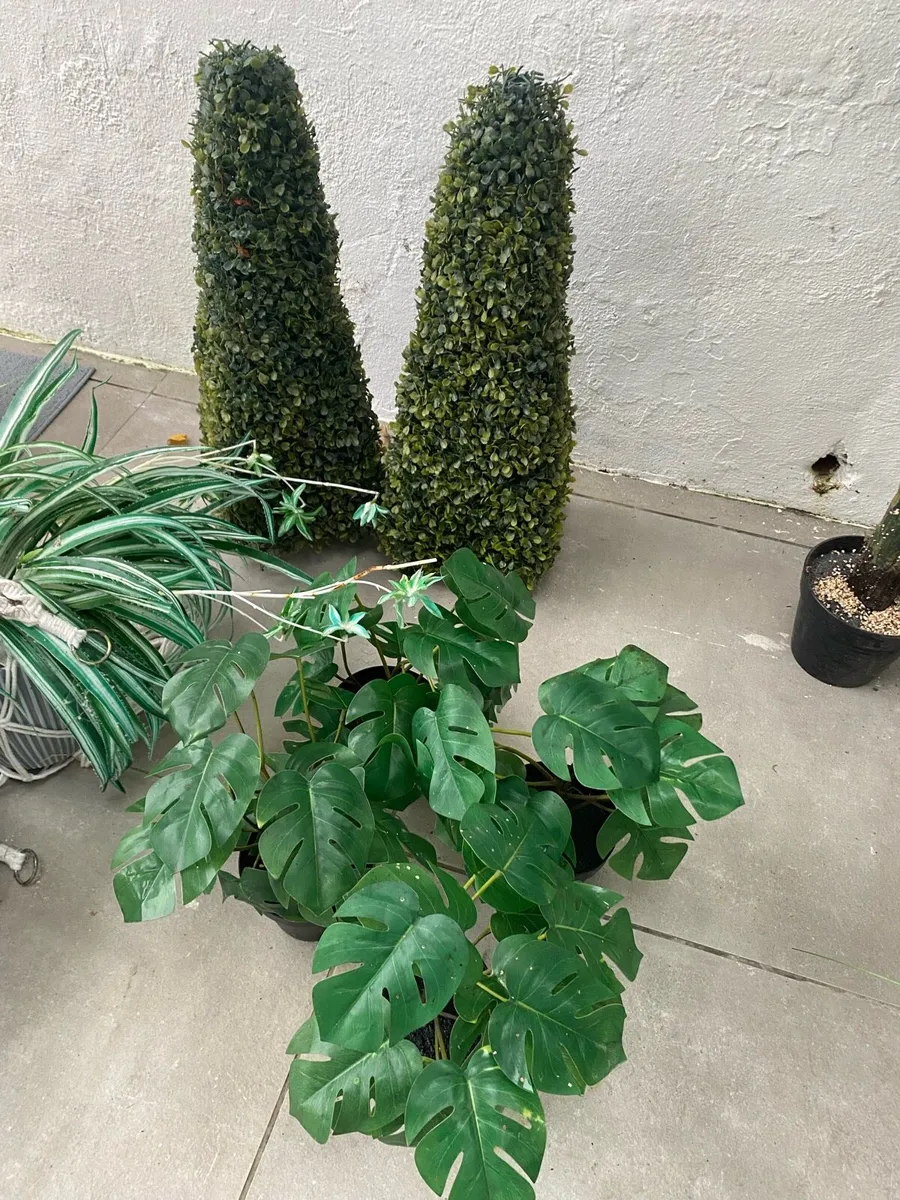 Plants and flowers - Image 3